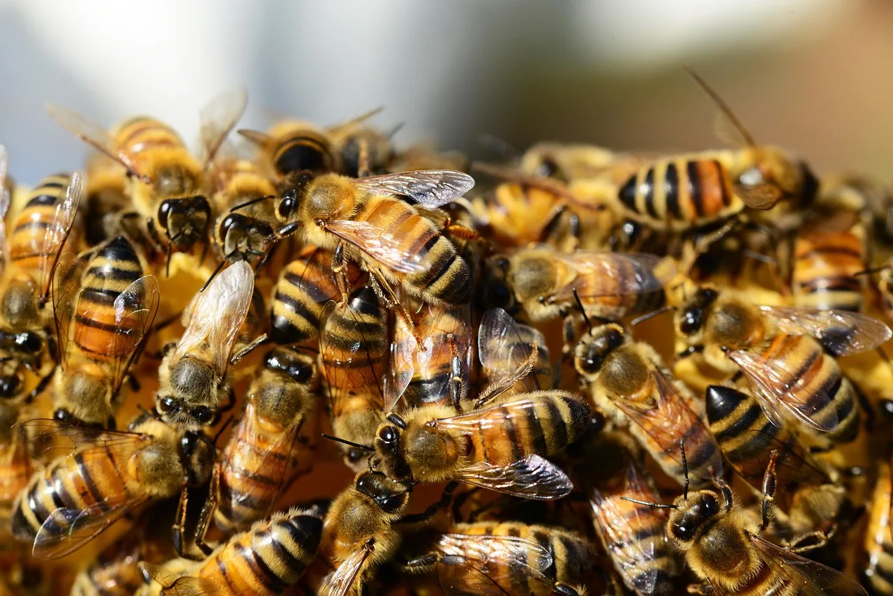 Honey Payment Group w ogniu pytań: Nowy komunikat po wcześniejszym ostrzeżeniu