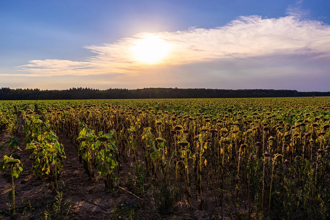 Upały w Polsce uderzają w plony i gospodarkę. Będzie 40°C